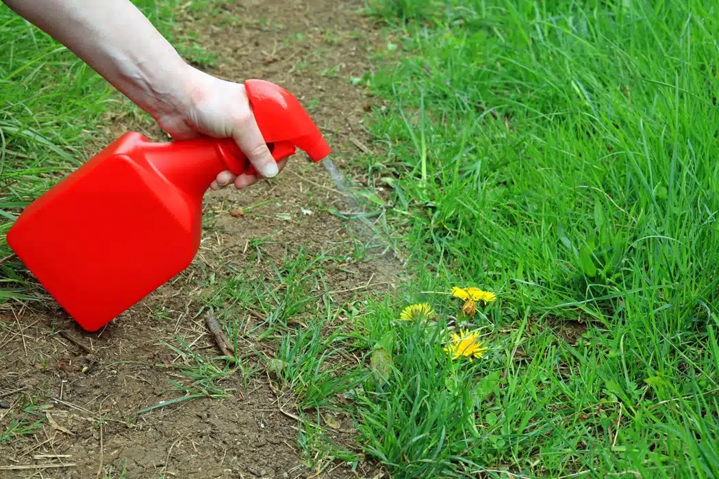 Fabriquer son désherbant éco-responsable l'efficacité du mélange vinaigre, sel et produit vaisselle